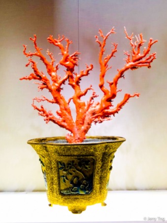Potted landscape with red coral